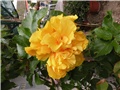 hibiskus